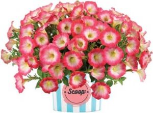 Aanbieding van Petunia (Petunia Scoop 'Sweet Punch') D 13 H 15 cm voor 2,99€ bij Intratuin