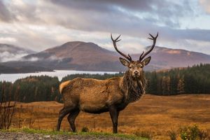 Aanbieding van Busreis Wilderness Scotland voor 649€ bij Oad